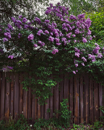Purple lilac blooming on the background of a wooden fenceの写真素材