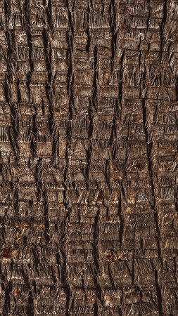 Bark of a palm tree as a background. Close-up.の写真素材