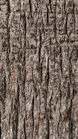 Tree bark texture backgroundの写真素材