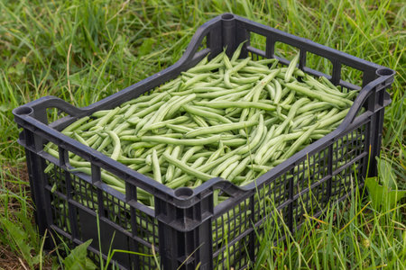 Harvested green beans in a plastic box on the field on green grass background