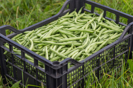 Harvested green beans in a plastic box on the field on green grass background