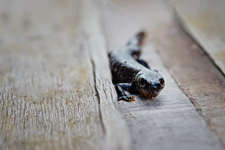 Close up of a salamander on a wooden board. Selective focus.