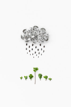Creative layout of cloud and rain made from willow buds, seeds and plants on white background. Nature and weather concept. Handmade picture from natural materials. DIY craft.の写真素材