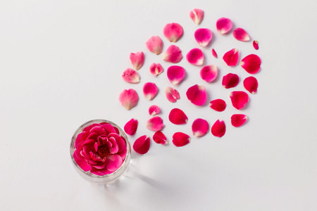 Rose in glass vase with petals in the shape of petal on white background, top view, copy space. Flower composition. Table floral decoration idea. Valentine's day concept.の写真素材