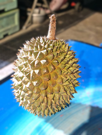 Fresh Tropical Durian Fruit with Spiky Shell Close Up