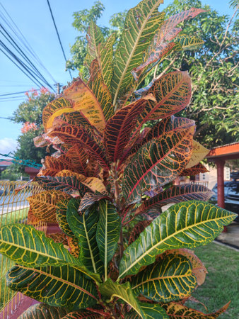 Croton plant displaying red, orange, and green foliage with intricate veining, set against a clear...