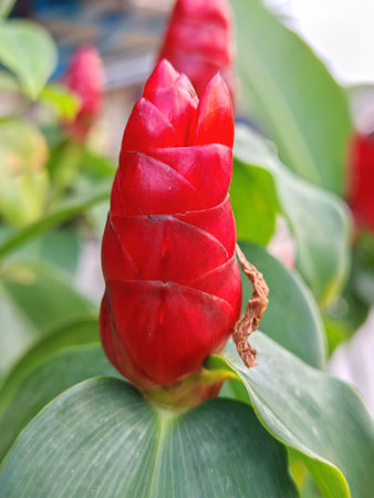 Red Button Ginger bud with waxy bracts and glossy leaves in a lush tropical setting
