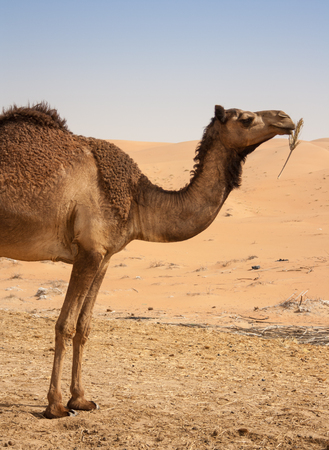 Camel in liwa desert in Western Region  Abu Dhabiの写真素材
