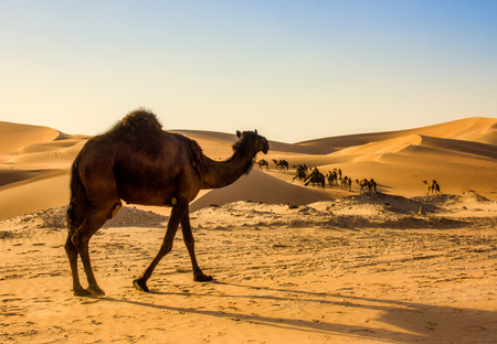 Camel in liwa desert in Western Region  Abu Dhabiの写真素材