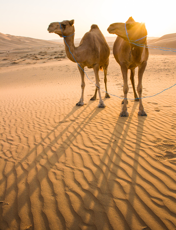 Camel with sunset in liwa desert of Abu Dhabi, UAEの写真素材