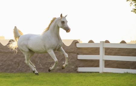 Beautiful Arabian horse in Ajmanの写真素材
