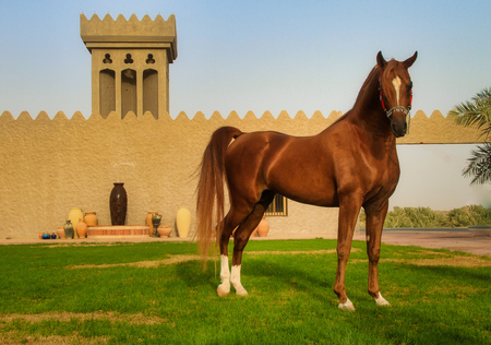 Beautiful Arabian Horse in Ajman, United Arab Emiratesの写真素材