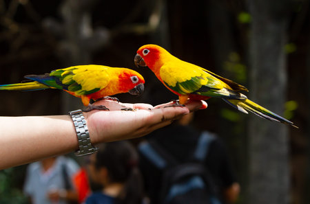 Colorful Birds eating from hand in Bangkok zoo in Thailand
