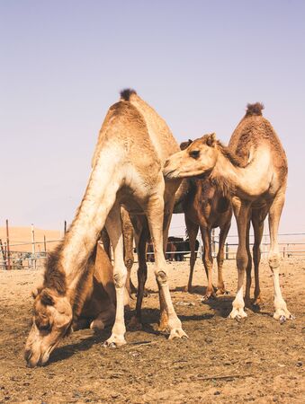 Group of Camels walking in Liwa Oasis the largest oasis area in Abu Dhabi, United Arab Emirates.の写真素材