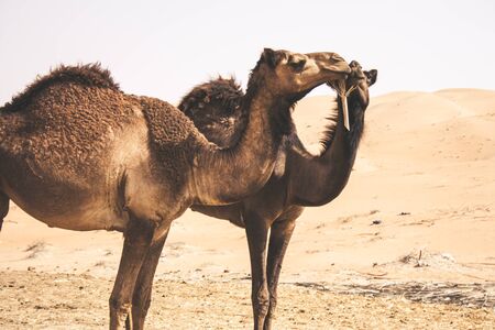 Group of Camels walking in Liwa Oasis the largest oasis area in Abu Dhabi, United Arab Emirates.の写真素材