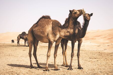 Group of Camels in the liwa desert in Abu Dhabi, UAEの写真素材