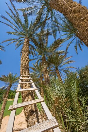 Wooden stair on frot of palms in western region Abu Dhabi, united arab emiratesの写真素材