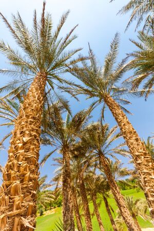 Palm tree in desert Liwa dunes, Liwa hotel, UAEの写真素材
