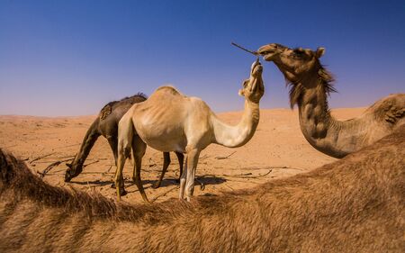 Group of Camels in the liwa desert in Abu Dhabiの写真素材
