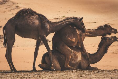 three camels intercourse in liwa desert, Abu Dhabiの写真素材