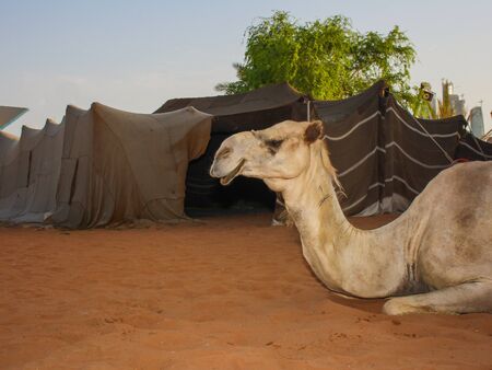 Heritage village in Abu Dhabi, UAE , its a village to experience the traditional aspects of the desert way of lifeの写真素材