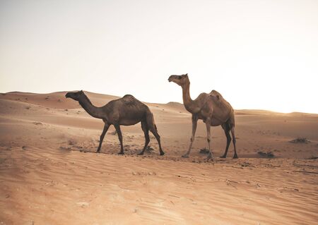 Tow  camels view in Liwa Desert in the western region of Abu Dhabiの写真素材