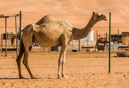 Camels  in the liwa desert, Abu Dhabi, UAEの写真素材