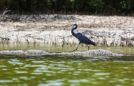 Western reef heron in eastern mangroves Abu Dhabi, UAEの写真素材