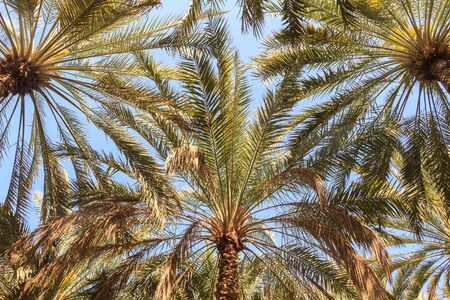 Palm trees in Al ain city, abu Dhabi, UAEの写真素材