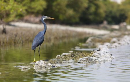 Western reef heron in eastern mangroves Abu Dhabi, UAEの写真素材
