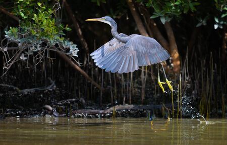 Western reef heron in eastern mangroves Abu Dhabi, UAEの写真素材