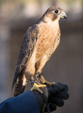 Arabic Eagle in UAEの写真素材