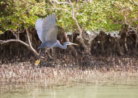 Western reef heron in eastern mangroves Abu Dhabi, UAEの写真素材