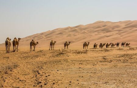 Group Of Camels walking in  liwa desert in Abu Dhabi UAEの写真素材