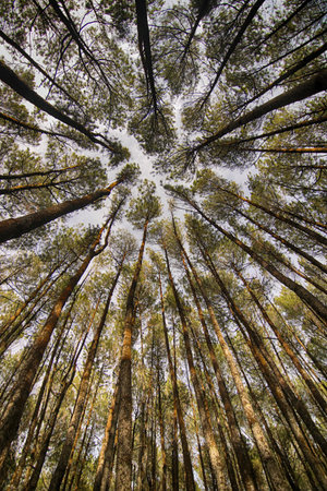 tops of trees in blue sky