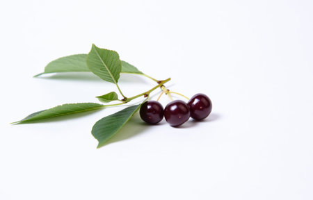 Ripe cherries with leaves on a white background.