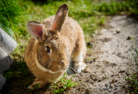 Cute rabbit sitting on green grass in the garden. The concept of wildlife. The idea of ??the concept of day and kindness.の写真素材