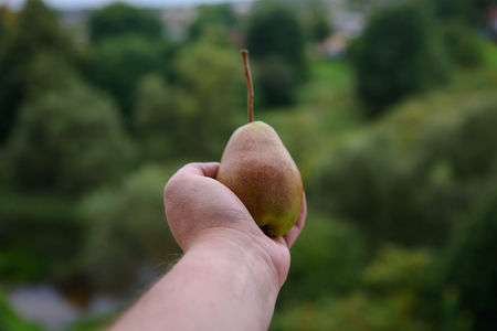 Juicy pear on the palm on a green backgroundの写真素材