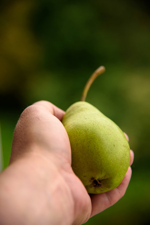 Juicy pear on the palm on a green backgroundの写真素材