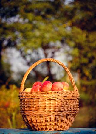 Juicy apples in a basket on a wooden table in the background of a gardenの写真素材