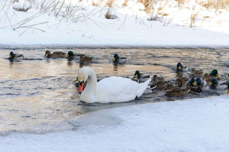 White swans on the water on a cold winter day on the riverの写真素材