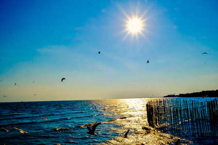 blue sky and Sunset with birdの写真素材