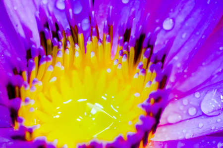 The lotus is flowersの素材