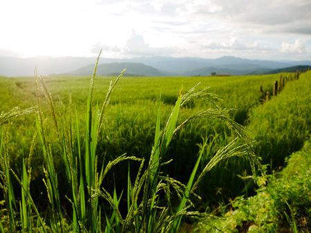 Light of sunset with green rice from Rice terrace in Thailand.