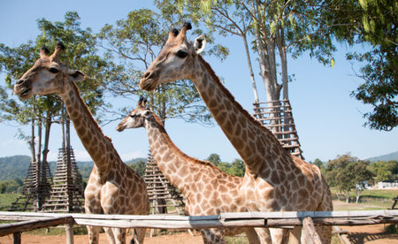 The three giraffes standing in the farm.