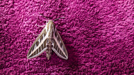 Large shaggy night moth from the south cappuccino-like coloring sat down on a bright purple fluffy blanketの写真素材