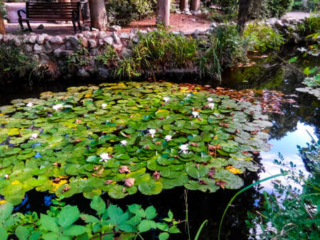 Old pond in the resort south park is completely covered with leaves and flowers of water lilies, next to it are rocky paths and a benchの写真素材
