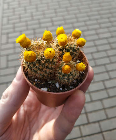 Very small cactus with yellow flowers in a tiny pot as a little souvenir the man holds in his fingersの写真素材