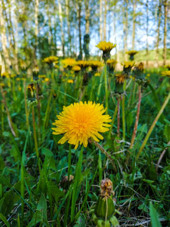 Fluffy sunny dandelion on the background of a dandelion meadow in late spring on a walk in the parkの写真素材