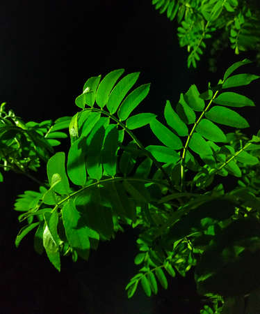 Leaves of the emerald acacia under the light of a lantern in the dead of night contrast and backgroundの写真素材
